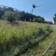 Bewusster Wildwuchs am Straßenrand: Was die Stadt Hannover für urbanen Naturschutz tut