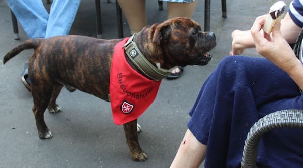 Auf Schmusekurs mit Rocky: Ein Bullterrier fürs Pflegeheim