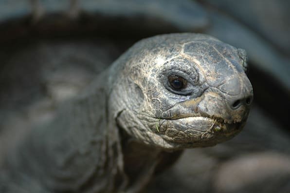 Rückkehr in den Zoo Hannover: Seychellen-Riesenschildkröten nach 18 Jahren wieder da