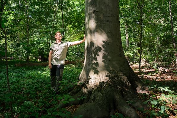 Hannover und die Hitze: Wie gefährlich wäre ein Waldbrand in der Eilenriede?