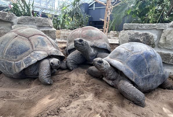 Riesenschildkröten sind wieder im Zoo zu sehen – gibt es bald Nachwuchs?
